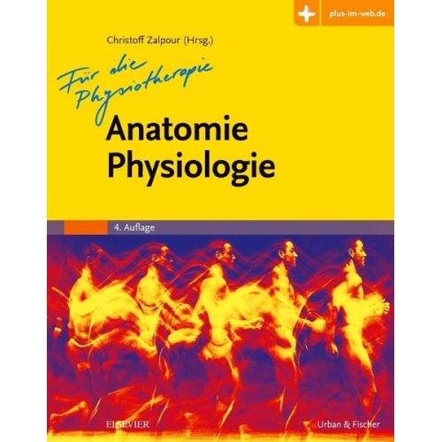 Anatomie Physiologie für die Physiotherapie