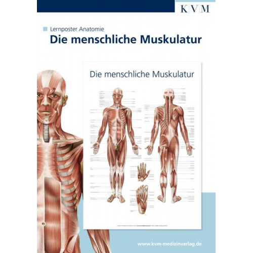 Lernposter Anatomie