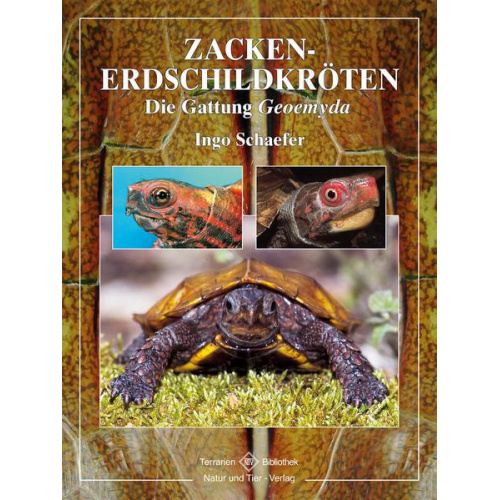 Ingo Schaefer - Zacken-Erdschildkröten