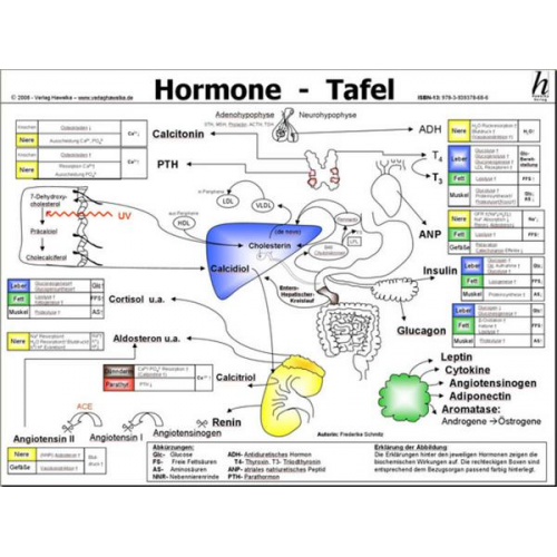 Frederike Schmitz - Hormone Tafel - A3 (laminiert)