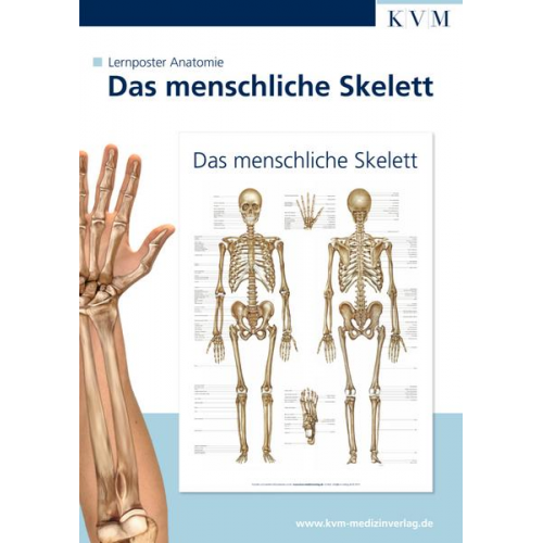 Lernposter Anatomie