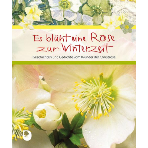 Es blüht eine Rose zur Winterzeit