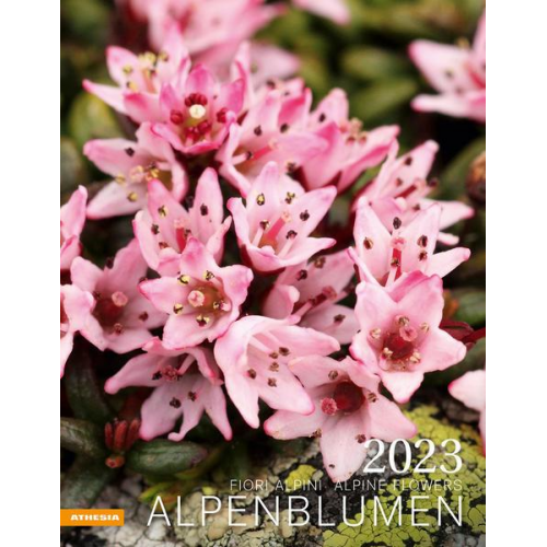 Alpenblumen Kalender 2023