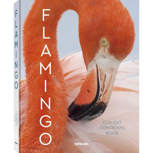 Claudio Contreras Koob - Flamingo