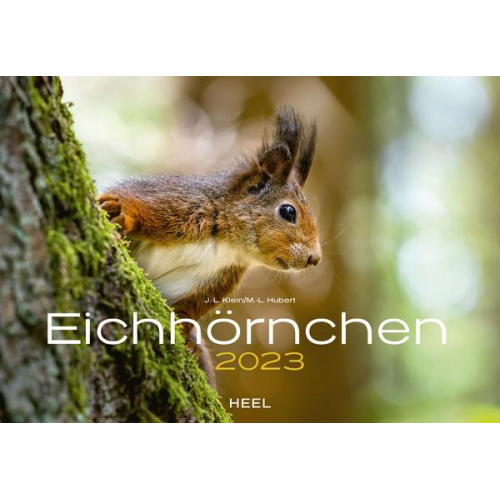 Eichhörnchen 2023