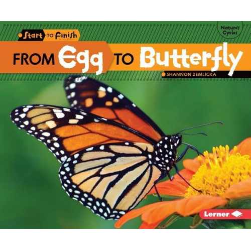 Shannon Zemlicka - From Egg to Butterfly