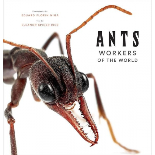 Eleanor Spicer Rice - Ants