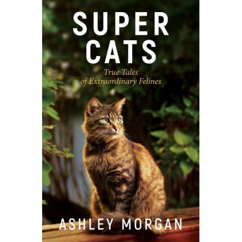 Ashley Morgan - Super Cats