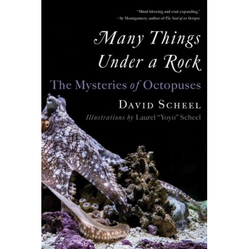 David Scheel - Many Things Under a Rock