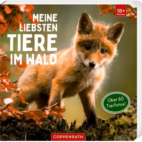 34798 - Meine liebsten Tiere im Wald