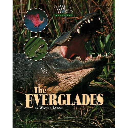 Wayne Lynch - Everglades