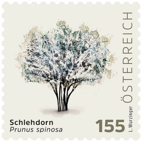 Porto NEU ab 01.05.2025: Österreichische Post 1,55 € Briefmarken ECO M "Schlehdorn" selbstklebend, 4 St.