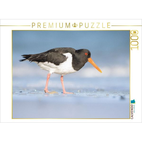 CALVENDO Puzzle Austernfischer (Oystercatcher) | 1000 Teile Lege-Größe 64x48cm Foto-Puzzle für glückliche Stunden