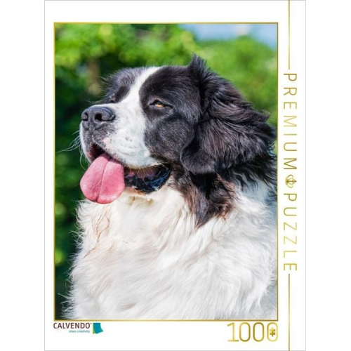CALVENDO Puzzle Landseer Porträt | 1000 Teile Lege-Größe 64x48cm Foto-Puzzle für glückliche Stunden