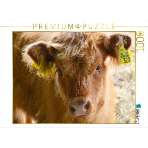 CALVENDO Puzzle Kälber - Kleine Herzensbrecher auf den Wiesen | 1000 Teile Lege-Größe 64x48cm Foto-Puzzle für glückliche Stunden