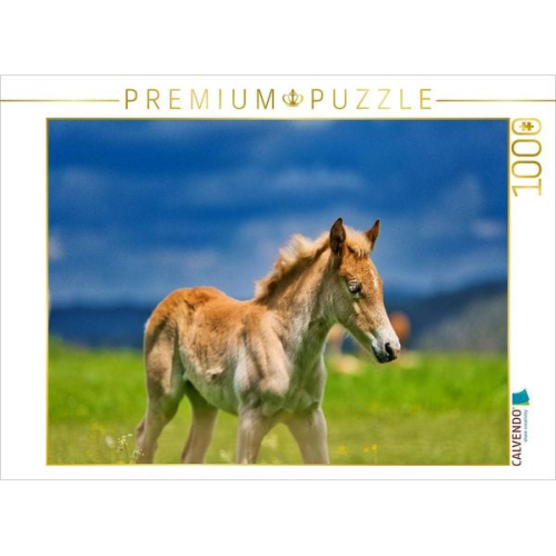 CALVENDO Puzzle Haflinger Fohlen | 1000 Teile Lege-Größe 64x48cm Foto-Puzzle für glückliche Stunden