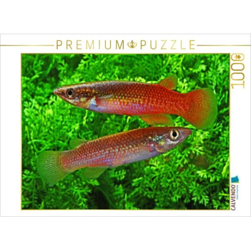 CALVENDO Puzzle Pachypanchax sakaramyi, MADAGASKA | 1000 Teile Lege-Größe 64x48cm Foto-Puzzle für glückliche Stunden