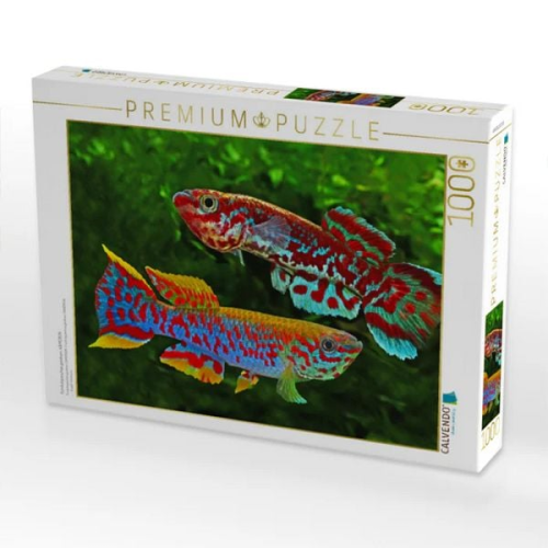CALVENDO Puzzle Fundulopanchax gardneri, KAMERUN | 1000 Teile Lege-Größe 64x48cm Foto-Puzzle für glückliche Stunden