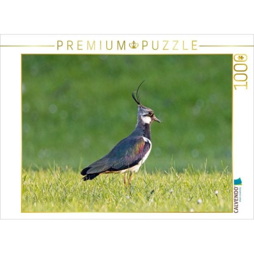 CALVENDO Puzzle Kiebitz auf einer Wiese | 1000 Teile Lege-Größe 64x48cm Foto-Puzzle für glückliche Stunden