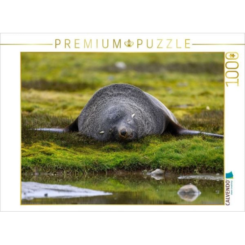 CALVENDO Puzzle Schlafender Seebär | 1000 Teile Lege-Größe 64x48cm Foto-Puzzle für glückliche Stunden