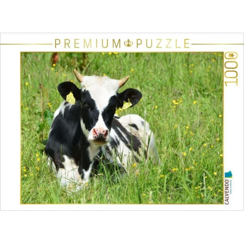 CALVENDO Puzzle Nachwuchs in der Rinderherde | 1000 Teile Lege-Größe 64x48cm Foto-Puzzle für glückliche Stunden