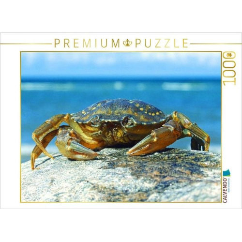 CALVENDO Puzzle Strandkrabbe | 1000 Teile Lege-Größe 64x48cm Foto-Puzzle für glückliche Stunden