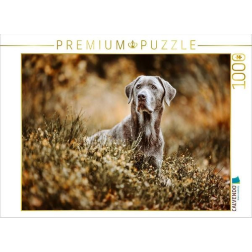 CALVENDO Puzzle Labrador Retriever im Wald | 1000 Teile Lege-Größe 64x48cm Foto-Puzzle für glückliche Stunden