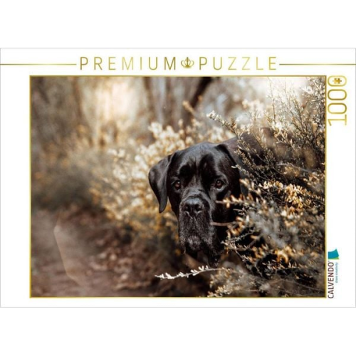 CALVENDO Puzzle Cane Corso | 1000 Teile Lege-Größe 64x48cm Foto-Puzzle für glückliche Stunden