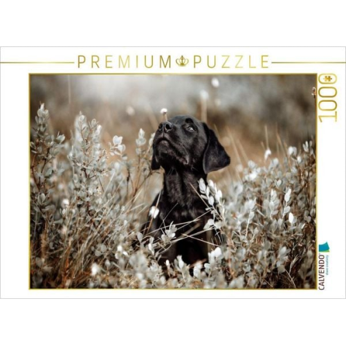 CALVENDO Puzzle Labrador Retriever Welpe | 1000 Teile Lege-Größe 64x48cm Foto-Puzzle für glückliche Stunden