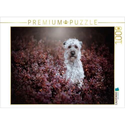 CALVENDO Puzzle Irish soft coated wheaten Terrier | 1000 Teile Lege-Größe 64x48cm Foto-Puzzle für glückliche Stunden
